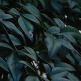 ナンテンの写真